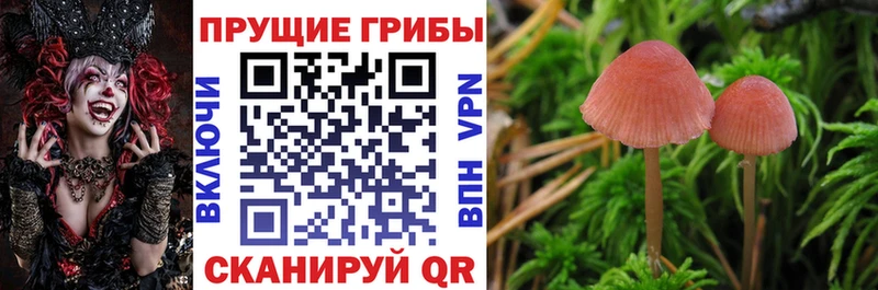Псилоцибиновые грибы мицелий  как найти наркотики  мега ссылки  Карачев 